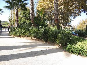 2024 11 02 EN FLANANT SUR SANARY (31)